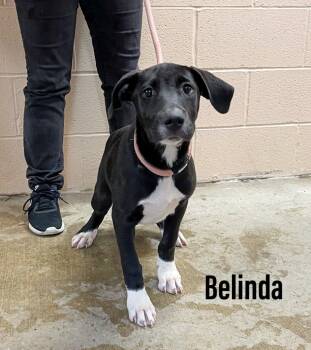 Rescue Labrador Retriever and Staffordshire Bull Terrier Dogs for Adoption in Clearfield, Kentucky - Belinda | PetCurious