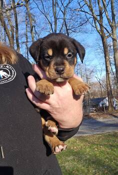 Bernese Mountain Dog and Pit Bull Terrier Dogs Available for Adoption in Rockaway, New Jersey - Drizzle Newark | PetCurious