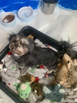 Pekingese and Poodle Dogs Available for Adoption in Richmond, Virginia - Maleficent  | PetCurious