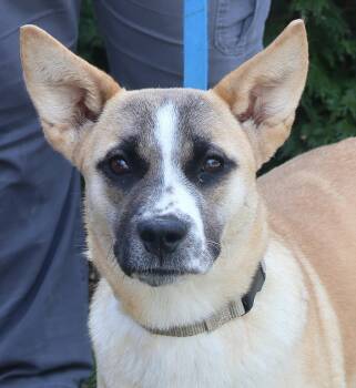 Cookie -  Labrador Retriever and Shepherd Dog Available for Adoption in Harrison, New York - Cookie | PetCurious