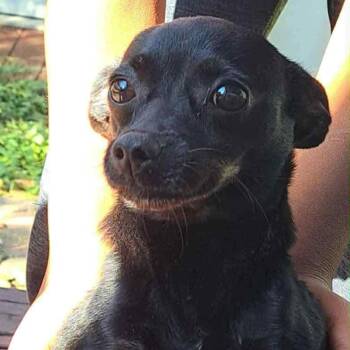 Rescue Chihuahua Dogs for Adoption in Uxbridge, Massachusetts - Squeaker | PetCurious