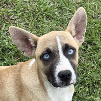 Shepherd and Husky Dogs Available for Adoption in Brenham, Texas - Nathan | PetCurious