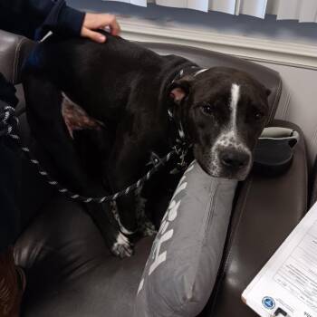 Josh Allen -  Terrier Dog for Adoption in St. Louis, Missouri - Josh Allen | PetCurious