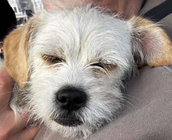 Shih Tzu Dogs Available for Adoption in Calgary, Alberta - Marshmellow | PetCurious