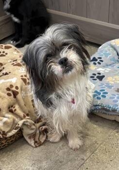 Shih Tzu Dogs Available for Adoption - Sarah Pawson | PetCurious