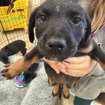 Terrier and Australian Shepherd Dogs Available for Adoption - George Strait | PetCurious