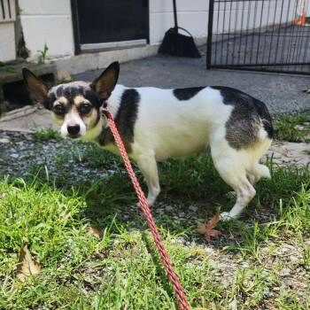 Sophie -  Chihuahua and Terrier Dog for Adoption in Evensville, Tennessee - Sophie | PetCurious