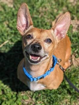Mixed Breed Dogs Available for Adoption in Fairfax, Virginia - Brujo | PetCurious