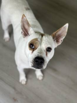 Rescue Australian Kelpie and Mixed Breed Dogs for Adoption in Houston, Texas - Charlotte | PetCurious
