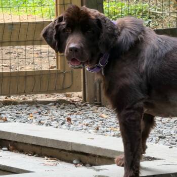 Maple -  Newfoundland Dog Dog for Adoption in West Chester, Pennsylvania - Maple | PetCurious