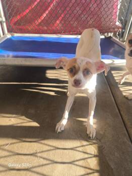 Lucky -  Chihuahua Dog for Adoption in Victorville, California - Lucky | PetCurious