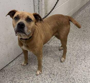Curry -  Pit Bull Terrier and Mixed Breed Dog for Adoption in Kansas City, Missouri - Curry | PetCurious