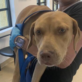 Toffee -  Mixed Breed Dog for Adoption in West Palm Beach, Florida - Toffee | PetCurious