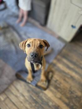 Stanley -  Shepherd and Hound Dog for Adoption in New London, Wisconsin - Stanley | PetCurious