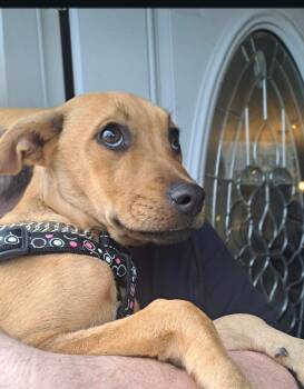 Mixed Breed Dogs Available for Adoption in Kitchener, Ontario - Date | PetCurious