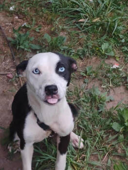 Rescue Mixed Breed Dogs for Adoption in Chattanooga, Tennessee - Cardi | PetCurious