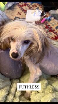 Rescue Chinese Crested Dog Dogs for Adoption in Dallas, Pennsylvania - RUTHLESS | PetCurious