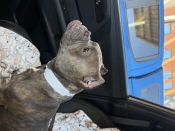 Delia -  Pit Bull Terrier Dog for Adoption in Mesa, Arizona - Delia | PetCurious
