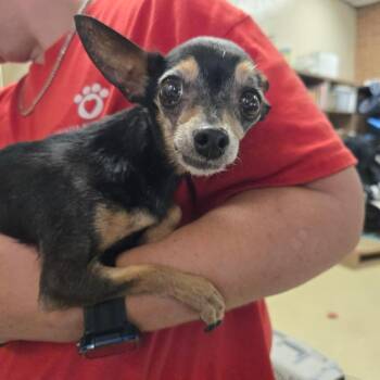 Pixie -  Chihuahua Dog for Adoption in Birmingham, Alabama - Pixie | PetCurious