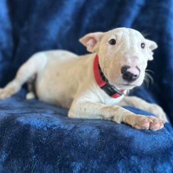 Franklin -  Bull Terrier Dog for Adoption in Red Bluff, California - Franklin | PetCurious