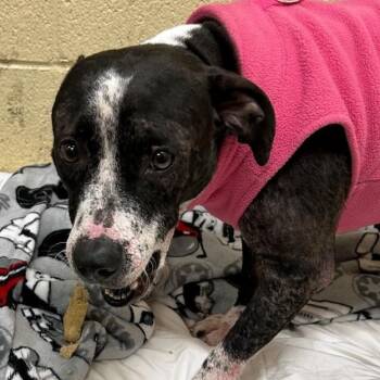 Rescue American Staffordshire Terrier Dogs for Adoption in Charlottesville, Virginia - Piggy, Very Cute Little Pittie Girl, Needs A Foster Home To Reco | PetCurious