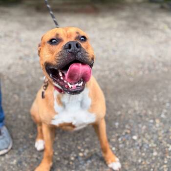 Rescue Boxer and Mixed Breed Dogs for Adoption in Newark, New Jersey - Jordan | PetCurious