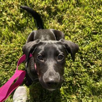 Black Labrador Retriever and None Dogs Available for Adoption in Rockville, Maryland - Porscha | PetCurious