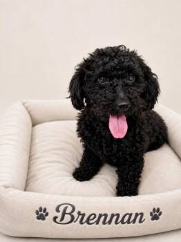 Brennan -  Miniature Poodle Dog for Adoption in Baton Rouge, Louisiana - Brennan | PetCurious