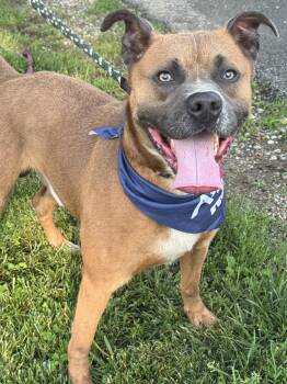 Walden -  Boxer and Terrier Dog for Adoption in Anderson, Indiana - Walden | PetCurious