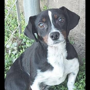 Charlie -  Jack Russell Terrier Dog for Adoption in Atlanta, Georgia - Charlie | PetCurious