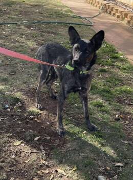 Rescue Dutch Shepherd Dogs for Adoption in Anza, California - Lola Jane | PetCurious