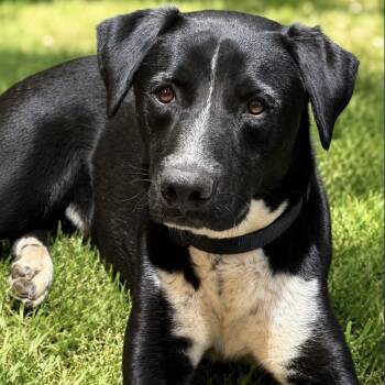 Leopard -  Labrador Retriever and Pit Bull Terrier Dog for Adoption in Pelham, New Hampshire - Leopard | PetCurious