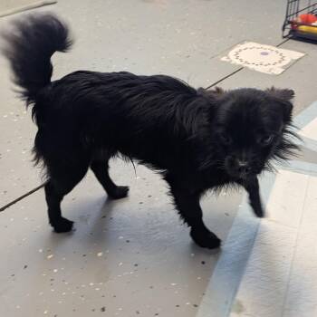 Chihuahua and Pomeranian Dogs Available for Adoption - Bert | PetCurious
