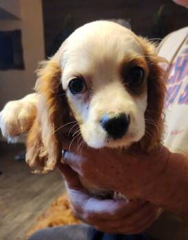 Frank (#362) -  Cavalier King Charles Spaniel Dog for Adoption in Twin Lakes, Wisconsin - Frank (#362) | PetCurious