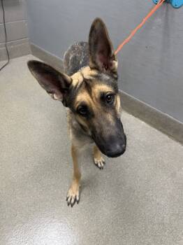 Rescue German Shepherd Dog and Belgian Shepherd Malinois Dogs for Adoption in Las Vegas, Nevada - INDY | PetCurious