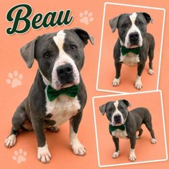 Beau -  Pit Bull Terrier and Mixed Breed Dog for Adoption in Seagoville, Texas - Beau | PetCurious