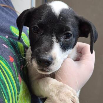 Crunchwrap Supreme -  Retriever and Mixed Breed Dog for Adoption in Cleveland, Mississippi - Crunchwrap Supreme | PetCurious