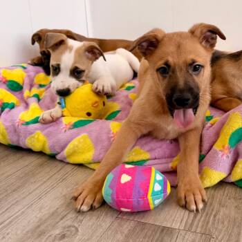 Boxer and Mixed Breed Dogs Available for Adoption in Green Bay, Wisconsin - Ashby | PetCurious
