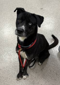 Rescue Siberian Husky and Pit Bull Terrier Dogs for Adoption in Fishers, Indiana - Stryker | PetCurious