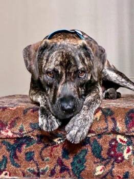 Millie -  Mastiff Dog for Adoption in Chicago, Illinois - Millie | PetCurious
