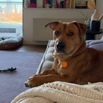 Aladdin -  Basset Hound Dog for Adoption - Aladdin | PetCurious