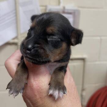 Conch 07-1517 -  Dachshund and Chihuahua Dog for Adoption in Tyrone, Georgia - Conch 07-1517 | PetCurious