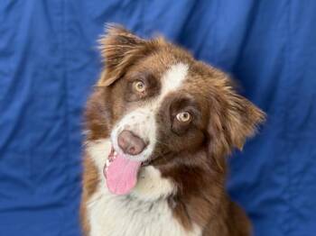 Sophie -  Australian Shepherd Dog for Adoption in Portland, Oregon - Sophie | PetCurious