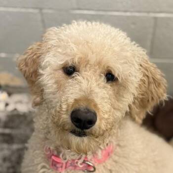 Standard Poodle and Golden Retriever Dogs Available for Adoption in Sacramento, California - Lili | PetCurious