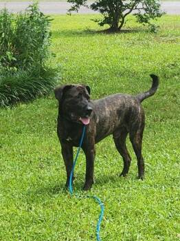 Mixed Breed Dogs Available for Adoption in Chamblee, Georgia - Rain Forest | PetCurious