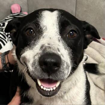 Rescue Mixed Breed Dogs for Adoption in Poplar Bluff, Missouri - Babygurl | PetCurious