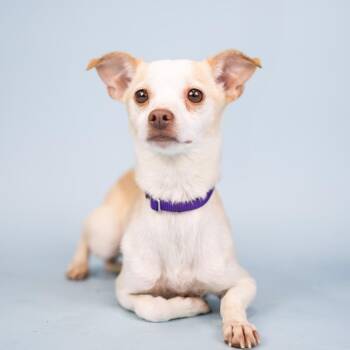 Shell -  Chihuahua Dog for Adoption in Portland, Oregon - Shell | PetCurious