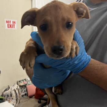 Gamora -  Mixed Breed Dog for Adoption in Edinburg, Texas - Gamora | PetCurious