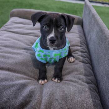 Mixed Breed Dogs Available for Adoption in Bradenton, Florida - Adam | PetCurious