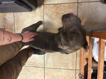 Mr. T -  Mixed Breed Dog for Adoption in Cincinnati, Ohio - Mr. T | PetCurious